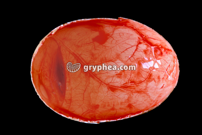 Oeuf de Poule après éclosion - vue intérieure - gryphea.com